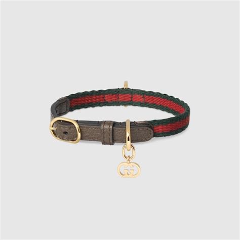 gucci cat collars